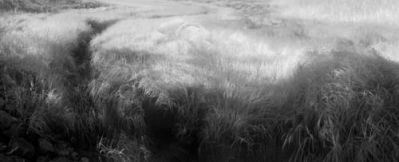 Leaves of Grass