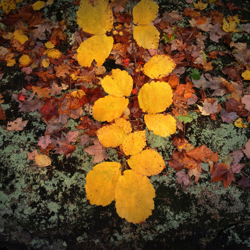 300ad4f5e74ab04cb2295738f4ce65ac_f2505