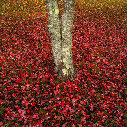 c718cade6f46ee317d9bddb4cec8a098_f2511