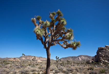 20090328_CAjoshuatree0069