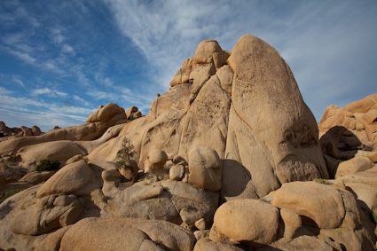 20090329_CAjoshuatree0477