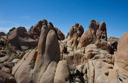 20090329_CAjoshuatree0676