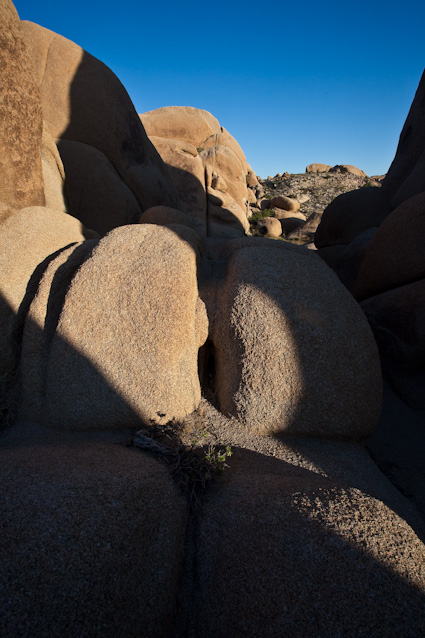 20090331_CAjoshuatree0067