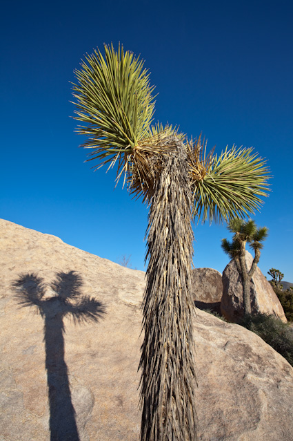 20090331_CAjoshuatree0135