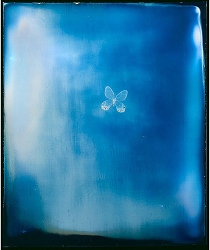 Fuss_Butterfly
