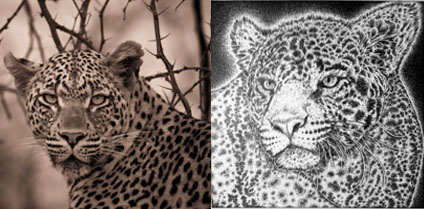 leopards